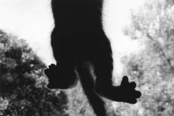 Ron Evans