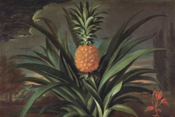 Theodorus Netscher