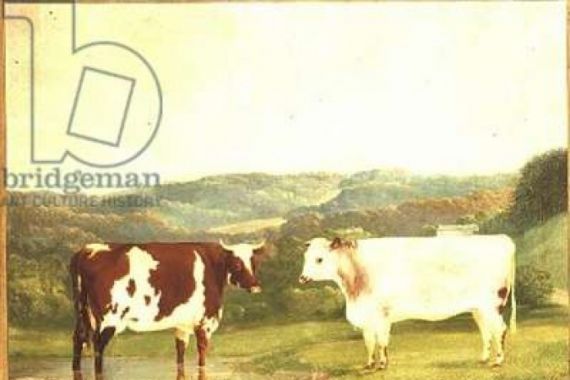W. J. Chapman