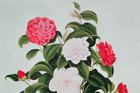 William Curtis