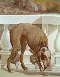 Kutya az erkélyen. Friss részlet. Paolo Caliari Paolo Veronese (1528-1588) című festménye, 1561 körül. Fresco Maser (Treviso), Villa Barbaro, Bacchus szobája