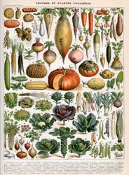 Zöldségfajták illusztrációja, 1905-1910 körül (színes litho)