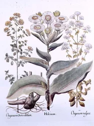 Helénium és Origanum