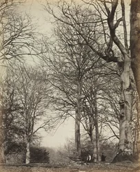 Adelaide királyné bükkje, 1864 előtt.
