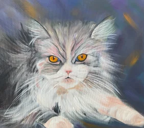 Maine-Coon macska