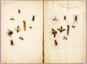 Rovarok - színezve, tanulmányi mappa a Concealing Coloration in the Animal Kingdom című könyvhöz