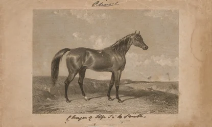„Aliwal, Sir Harry Smith, Bart birtoka” (litográfia)