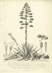 Virágzó amerikai aloe, 1757 Clusius amerikai aloéja, vagy Linné agavéja (...) 1757 nyarán virágzott Jac: Schuurmans Stkehooven, leideni virágüzlet (cím a tárgyon)