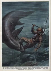 Felfalt egy cápa a Csendes-óceánon egy japán búvárt, aki scaphandlerrel rendelkezik. Illusztráció: Achille Beltrame a „La domenica del corriere”-ből, 1937.08.08.