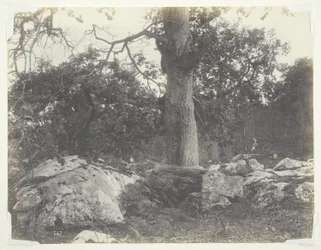 Erdő és sziklák, Fontainebleau