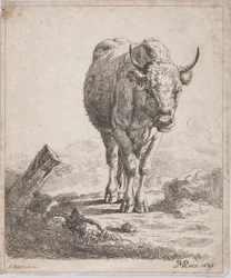 Egy tehén elölről nézve, 1805.