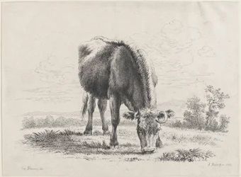 Tehénlegeltetés, 1805., 1805.