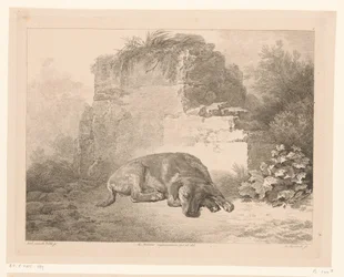 Alvó kutya a fal előtt Állatok holland mesterek festményei után (sorozat címe) Différens animaux gravés d