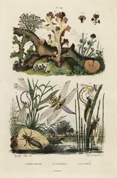 Chaser, szkimmer és zuzmók.,1834-1839 (metszet)