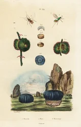 Tengeri kökörcsin és rovarok., 1834-1839 (metszet)