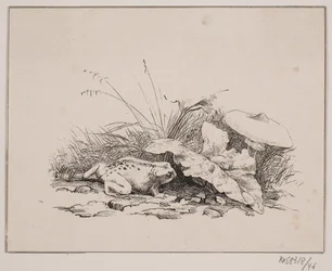A varangy