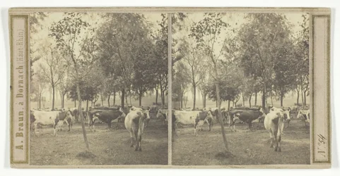 Cím nélkül [tehenek], 185077.