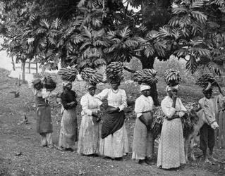 Banánhordozók, Jamaica, c1905