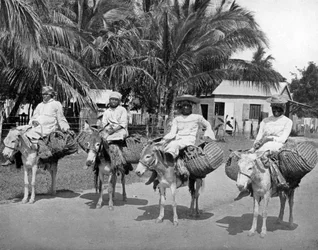 Hazafelé a piacról, Jamaica, c1905.