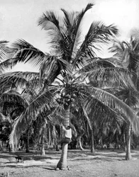 Kókuszdió szedése, Jamaica, 1905