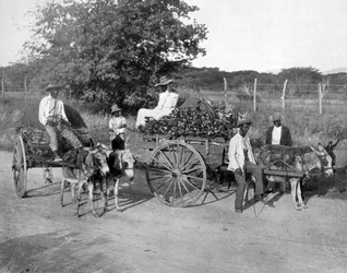 Fa szekerek, Jamaica, c1905.