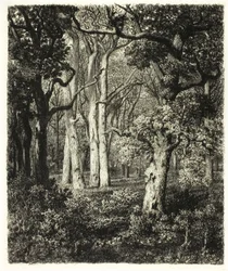 Old Oaks Bas Bréau-ban
