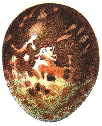 Mézes ölyv (Pernis apivorus) tojása, 1923