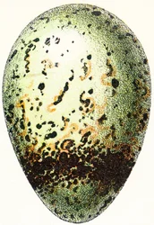Guillemot tojás, 1923