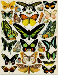 Pillangók és lepkék illusztrációja, kb. 1923