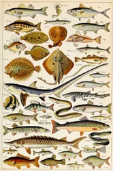 Ehető halak illusztrációja, 1923 körül