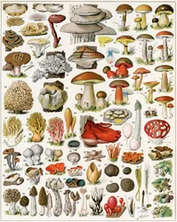 Gomba illusztrációja 1923 körül