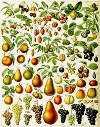 Gyümölcs illusztrációja 1923 körül