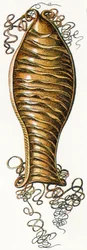 Macskacápa (Scyliorhinus) bordázott tojás, 1923
