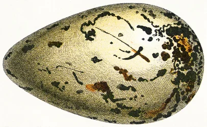 Egy Nagy Auk tojása, 1923