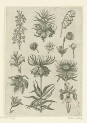 Császári korona, orchidea és gyöngyvirág Florilegium (sorozat címe)