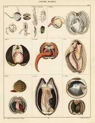 Kéthéjú kagylók anatómiája, 1841 (kőnyomat)