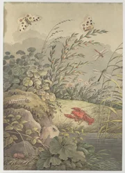 Vízdarab rákkal, pillangókkal, szitakötőkkel és homoktövissel, c. 1800.