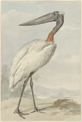 Jabiroe (Jabiroe mycteria)