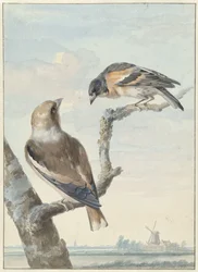 Két madár: egy galagonya (Coccothraustes coccothraustes) és egy hal (Fringilla montifringilla)
