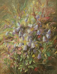 Harebells és más erdei virágok és fűfélék
