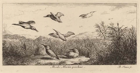 Alcedo, A jégmadár