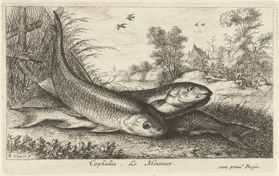 Három domolykó a folyóparton cephalus. Le Meunier. (cím a tárgyon) Halak és más tengeri lények – édesvízi első sorozat (sorozat címe) Diverse Especes de Poissons d