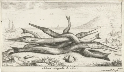 A tengerparton rögzítve Admos. Lesguille de Mer. (cím a tárgyon) Halak és más tengeri élőlények – sósvízi harmadik sorozat (sorozat címe) Poissons de mer (sorozat címe)