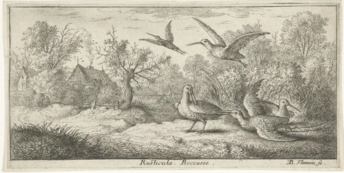 Táj erdei szalonkákkal; Rusticula. Becasse. (a tárgyon lévő cím); Madárkönyv (sorozatcím); Livre d