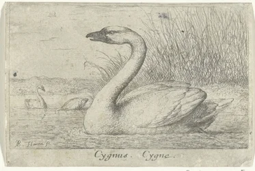 Táj hattyúval Cygnus. Cygne. (cím a tételen) Tizenhárom madárfaj (sorozat címe) Diuersae Auium Specie (sorozat címe)