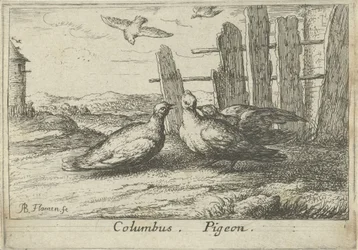 Két galamb a kerítésnél Kolumbusz. Galamb. (cím a tételen) Tizenhárom madárfaj (sorozat címe) Diuersae Auium Specie (sorozat címe)