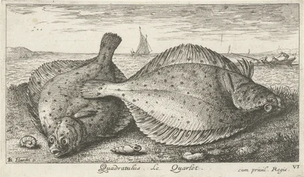 Két lepényhal a tengerparton Quadratulus. LeQuarlet. (cím a tárgyon) Halak és más tengeri élőlények – sósvízi harmadik sorozat (sorozat címe) Poissons de mer (sorozat címe)