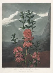 A Flora temploma, avagy a természet kertje: a keskeny levelű kalmia