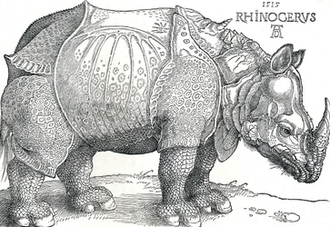 Egy orrszarvú, 1515, 1906