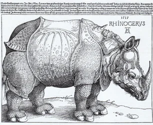 Latin:  Rhinocerus Az orrszarvú
